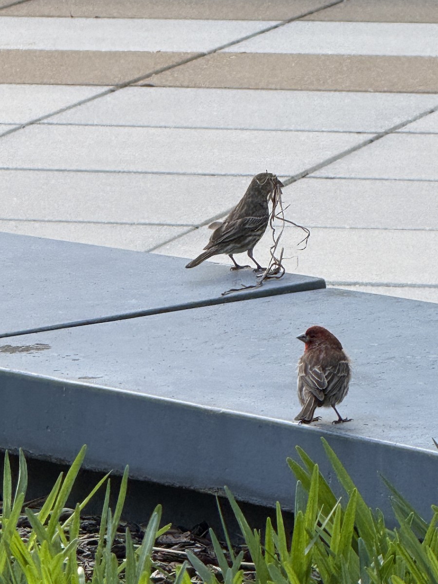 House Finch - ML634284109