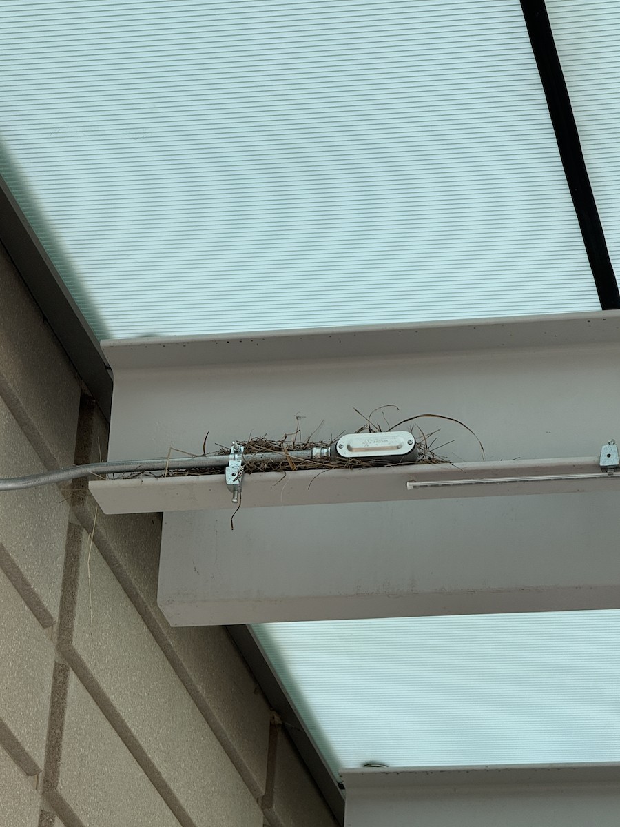 House Finch - ML634284110