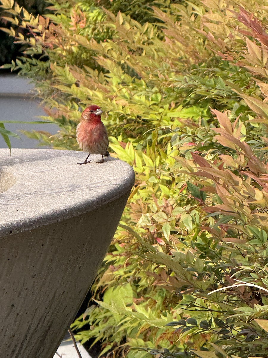 House Finch - ML634284111