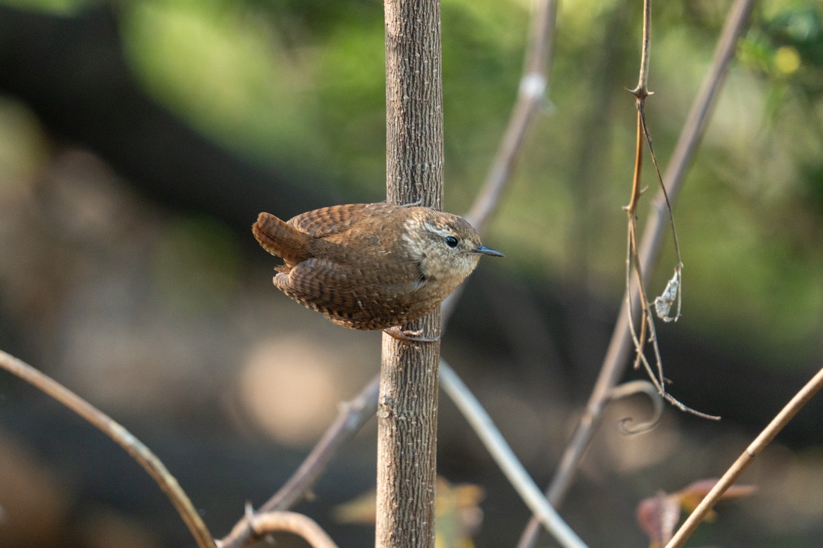 Winter Wren - ML634284149