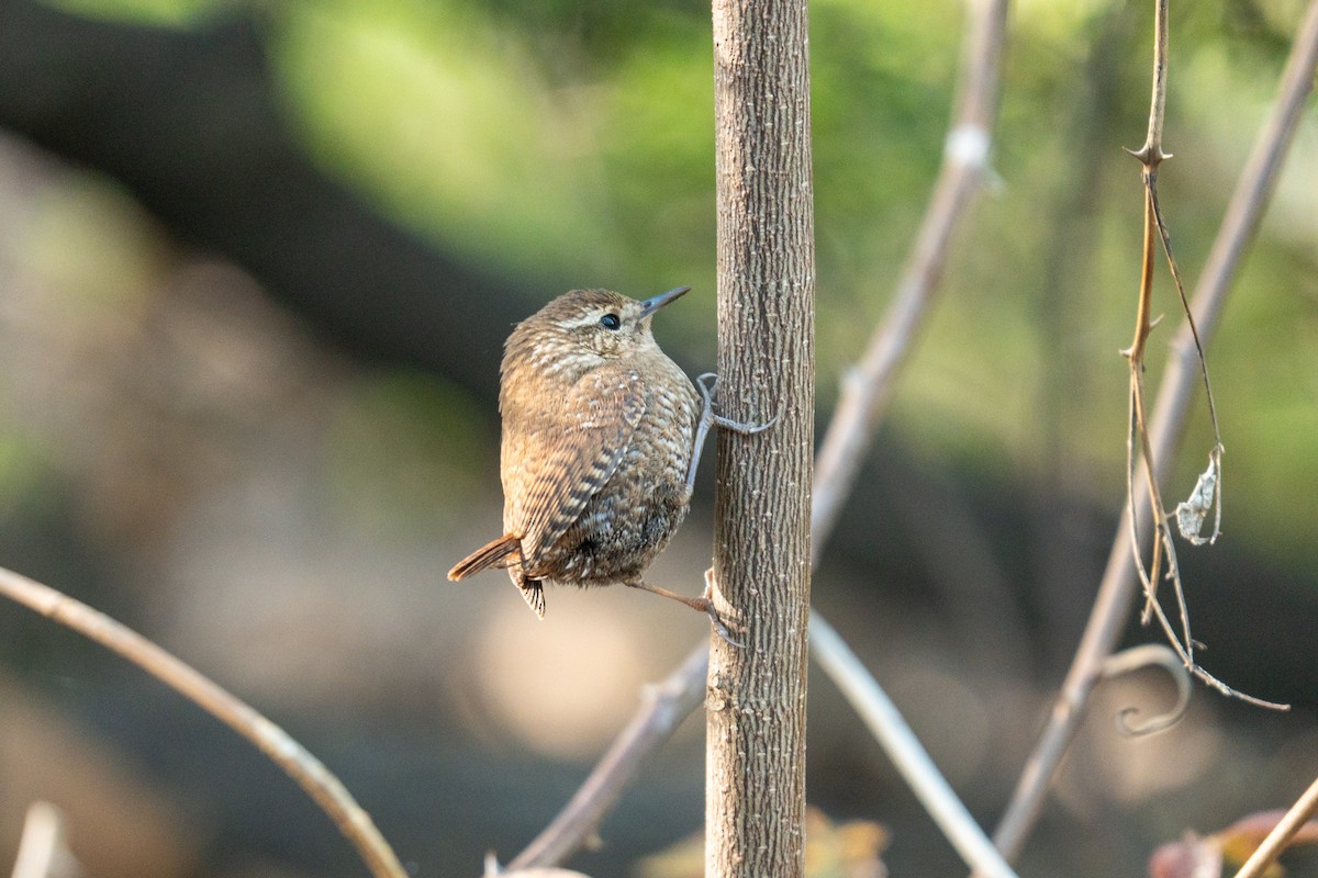 Winter Wren - ML634284150