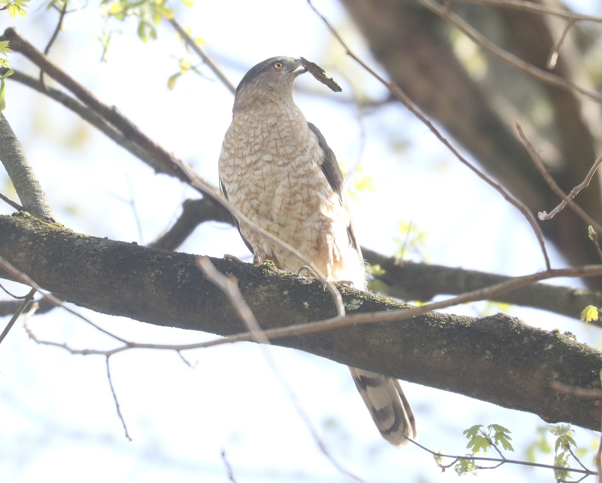 Cooper's Hawk - ML634284205