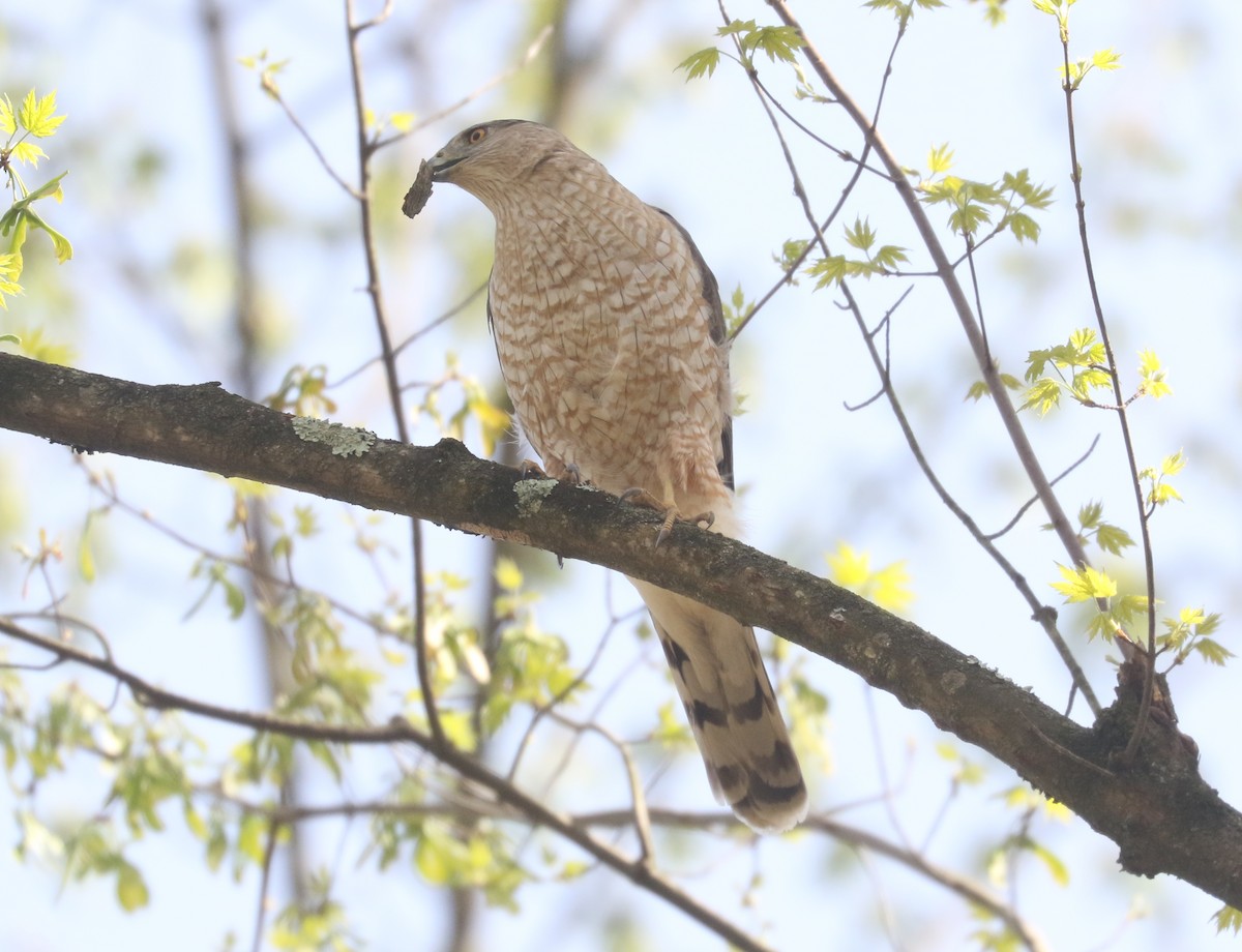 Cooper's Hawk - ML634284206