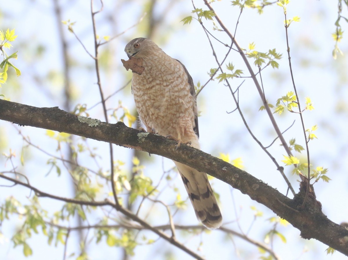Cooper's Hawk - ML634284207