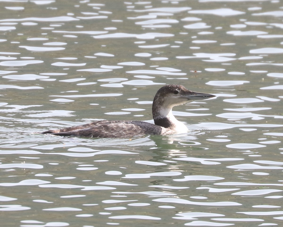 Common Loon - ML634284209