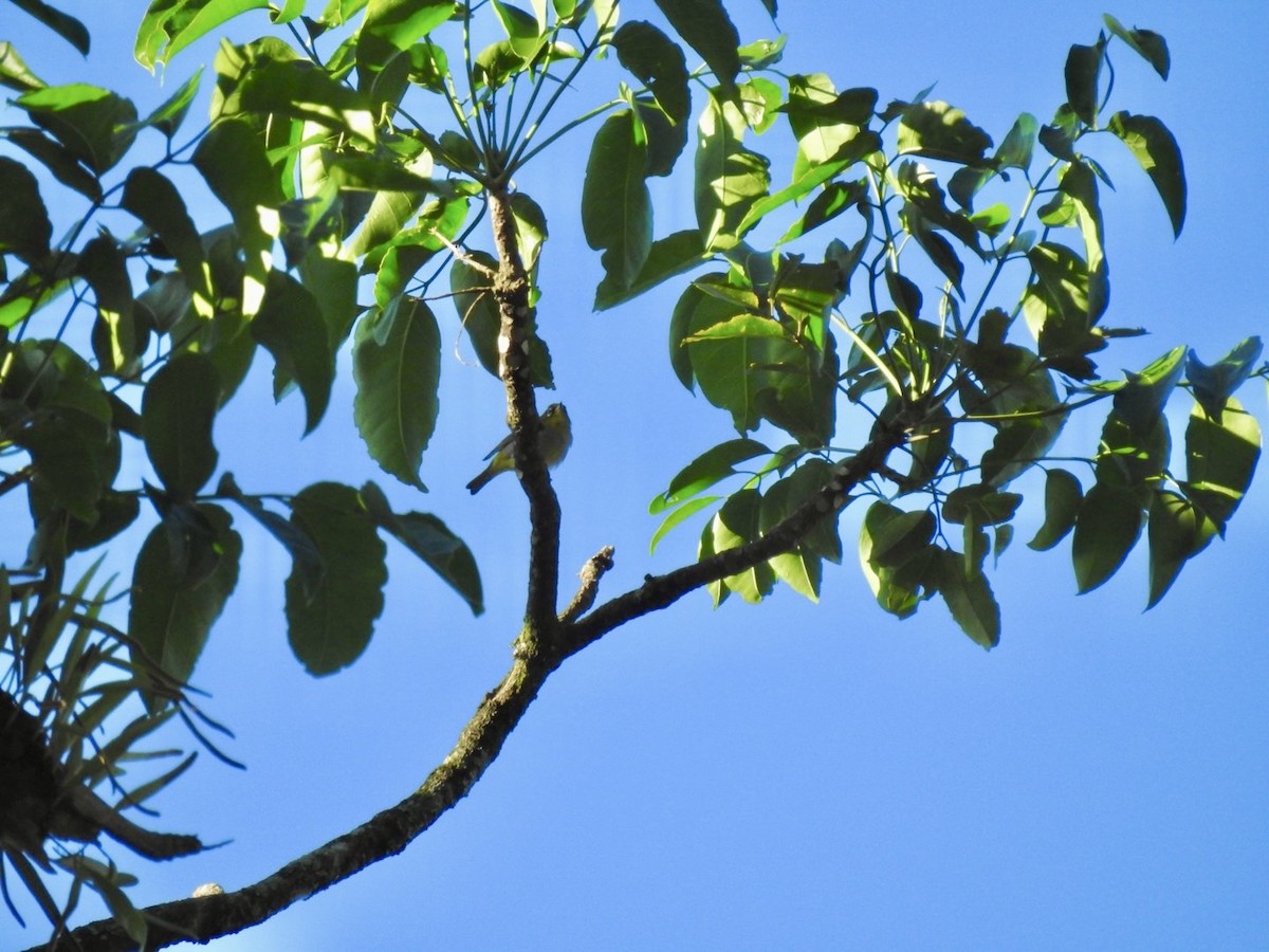 Hume's White-eye - ML634284317