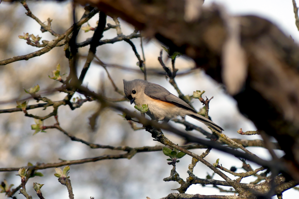 Tufted Titmouse - ML634284360