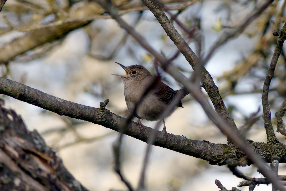 Northern House Wren - ML634284395