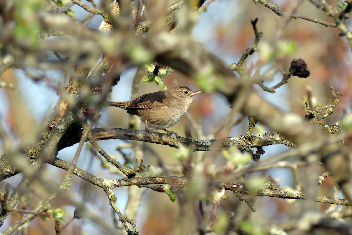 Northern House Wren - ML634284396