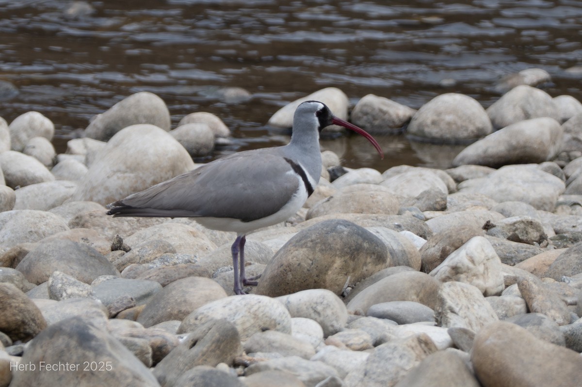 Ibisbill - ML634284426