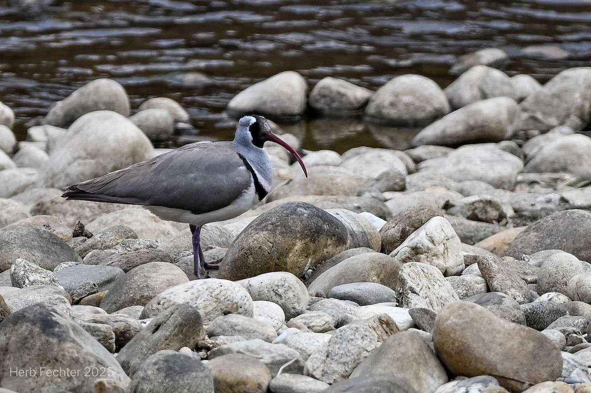 Ibisbill - ML634284427