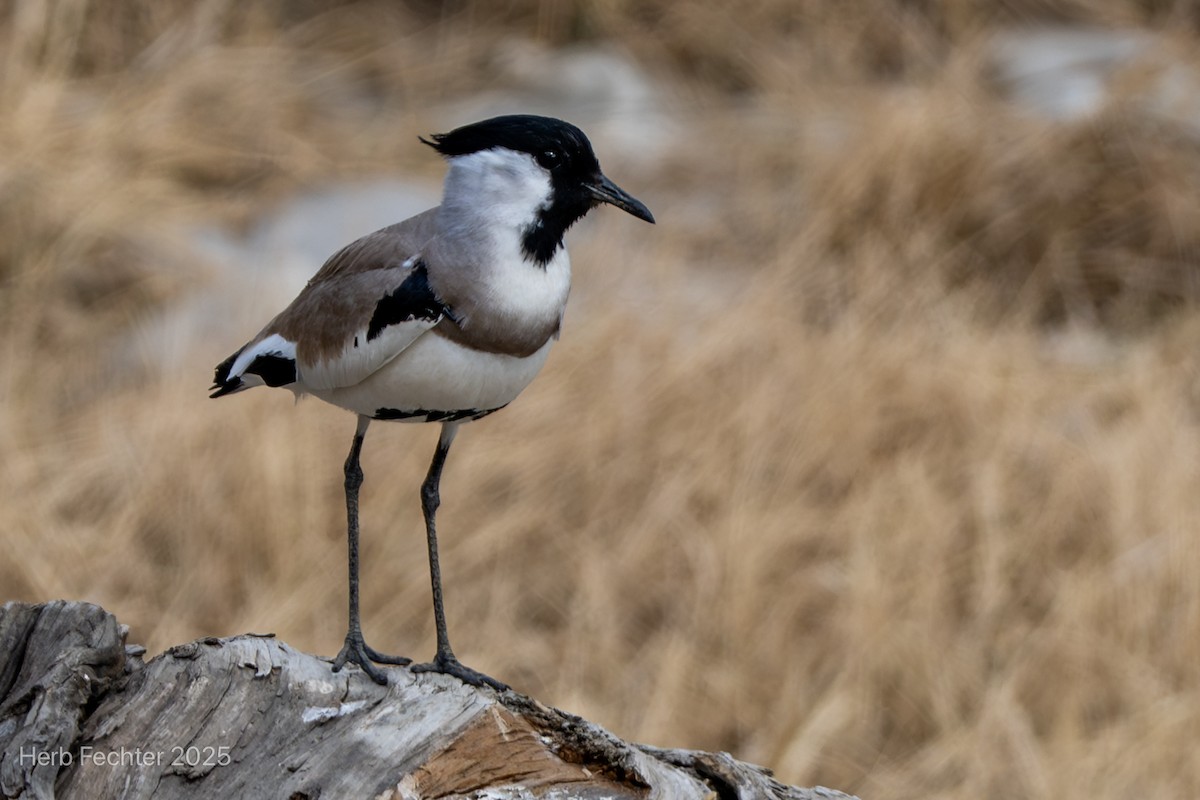 River Lapwing - ML634284433