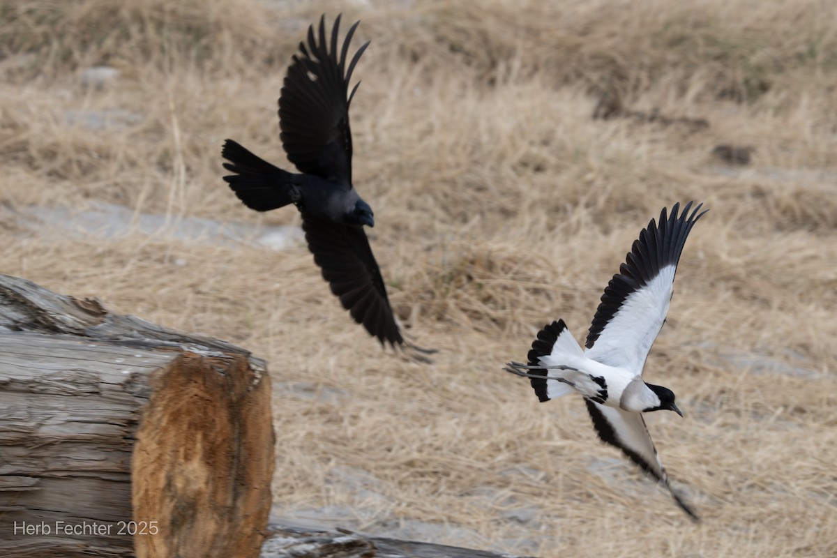 River Lapwing - ML634284434