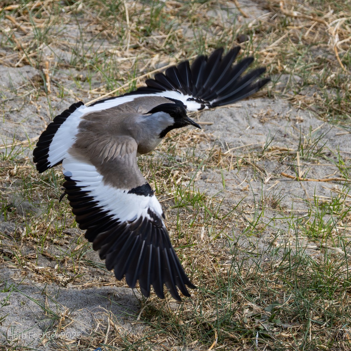 River Lapwing - ML634284435