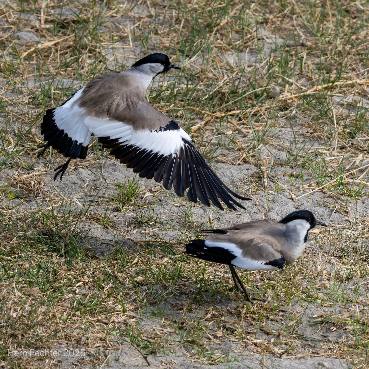 River Lapwing - ML634284436