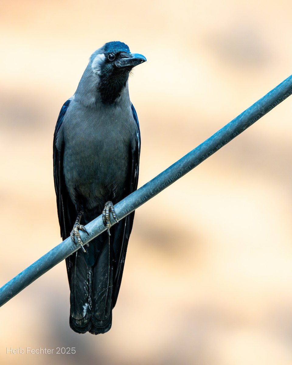 House Crow - ML634284443