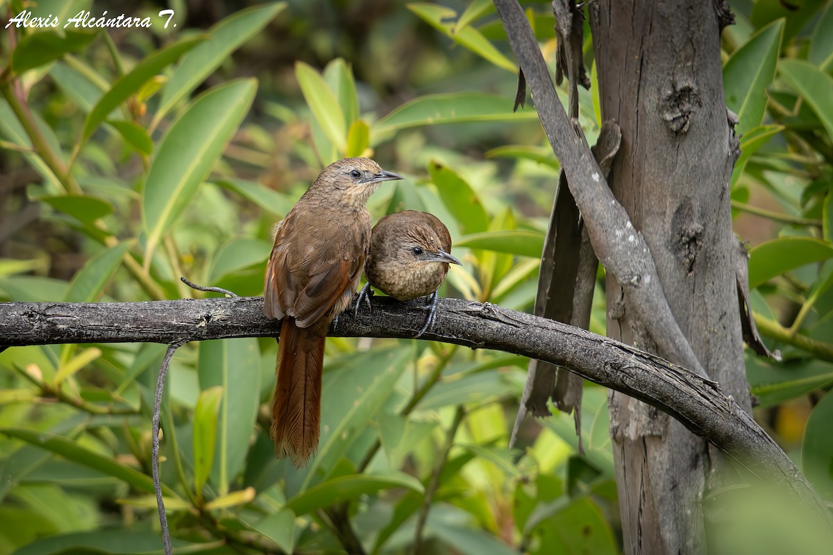 Mantaro Thornbird (undescribed form) - ML634284457