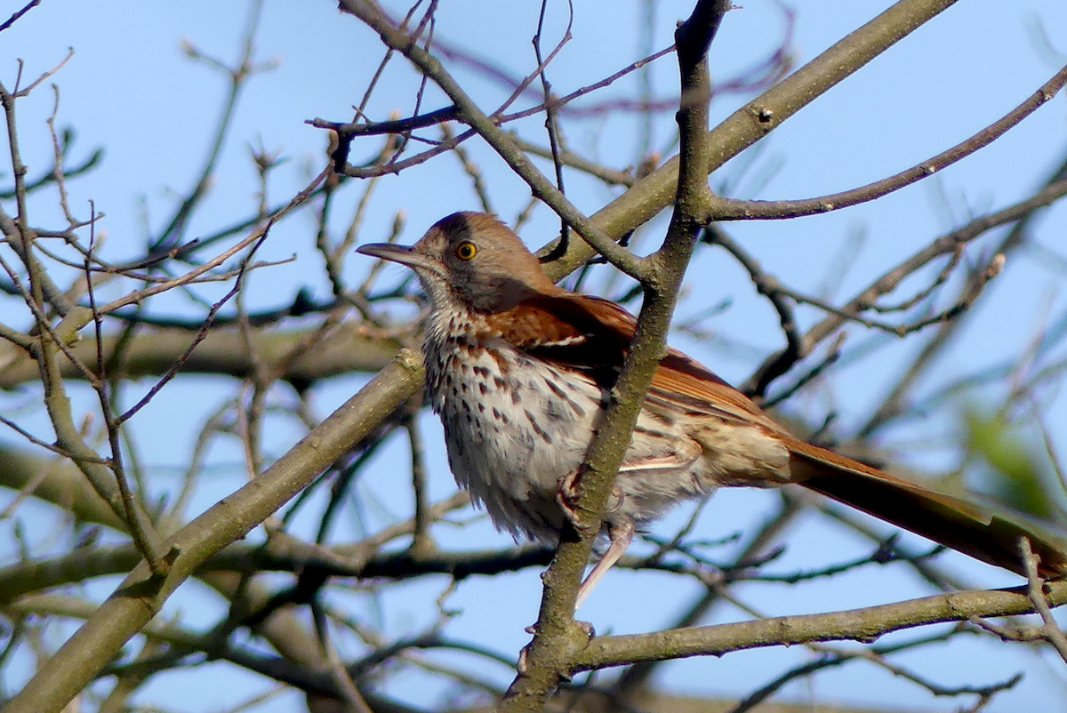 Brown Thrasher - ML634284458
