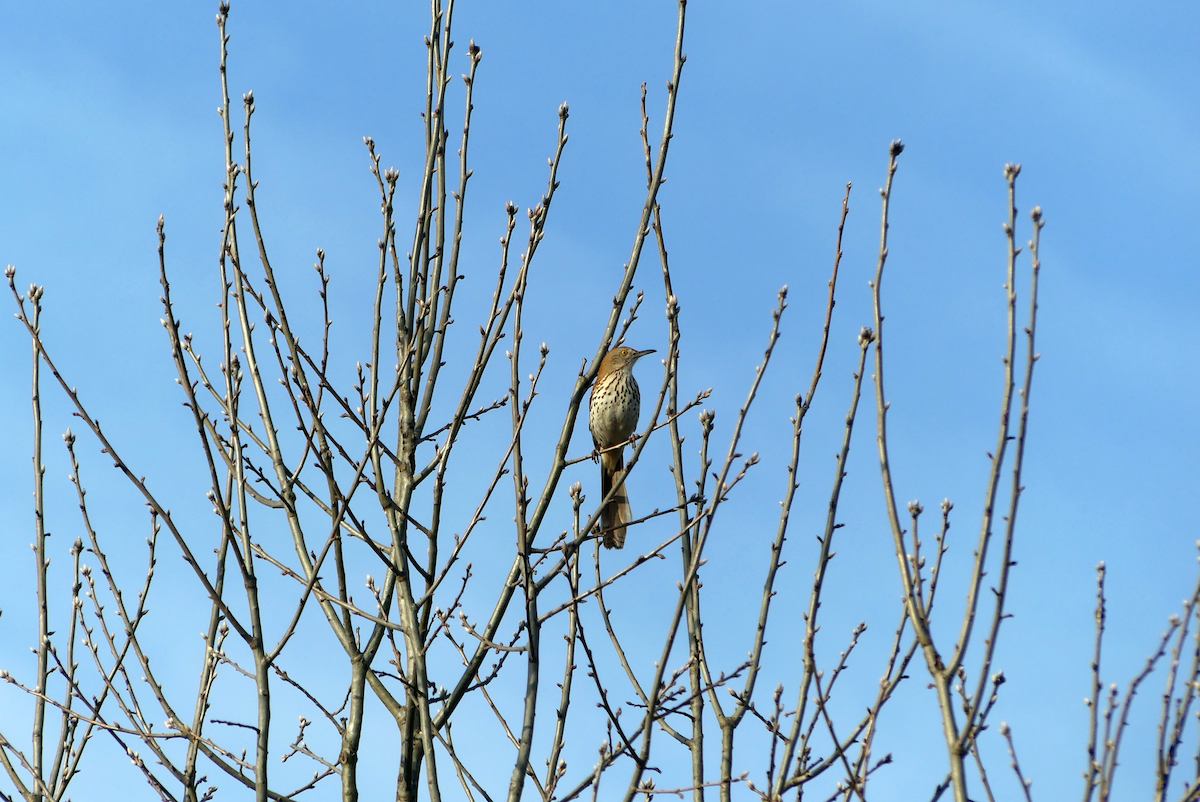 Brown Thrasher - ML634284459
