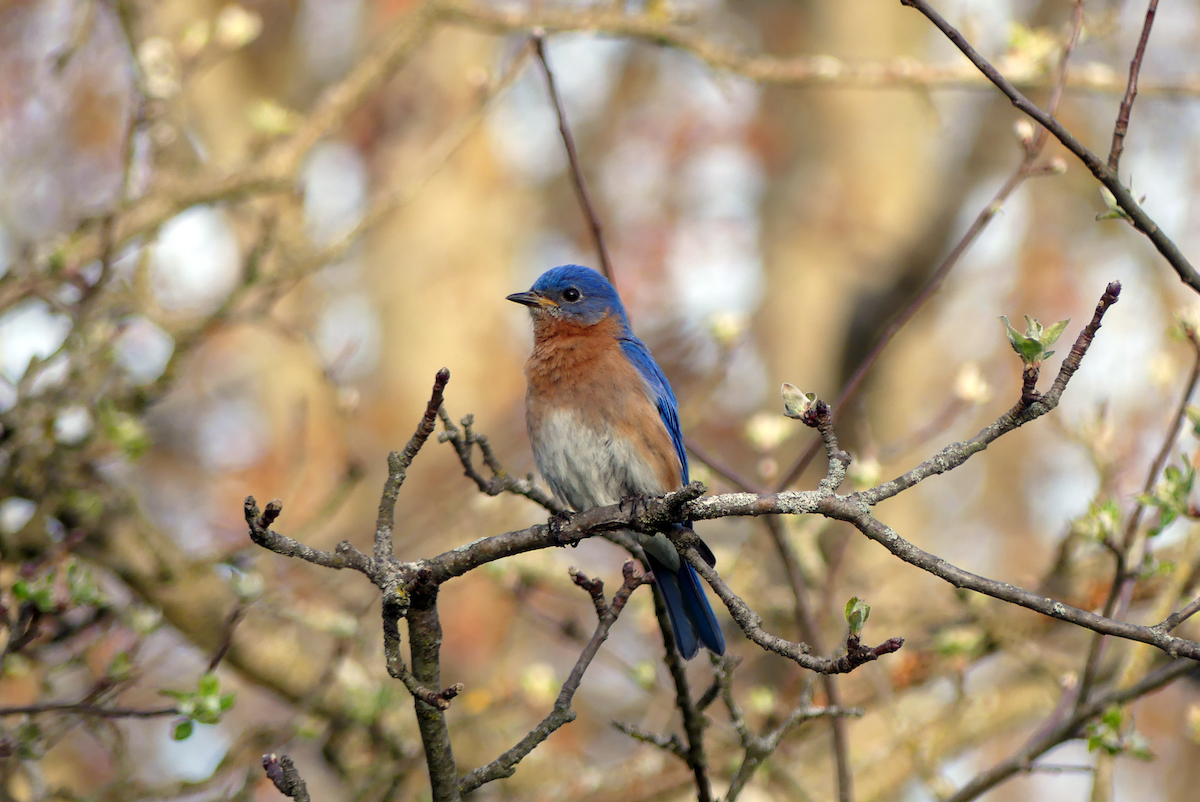 Eastern Bluebird - ML634284464
