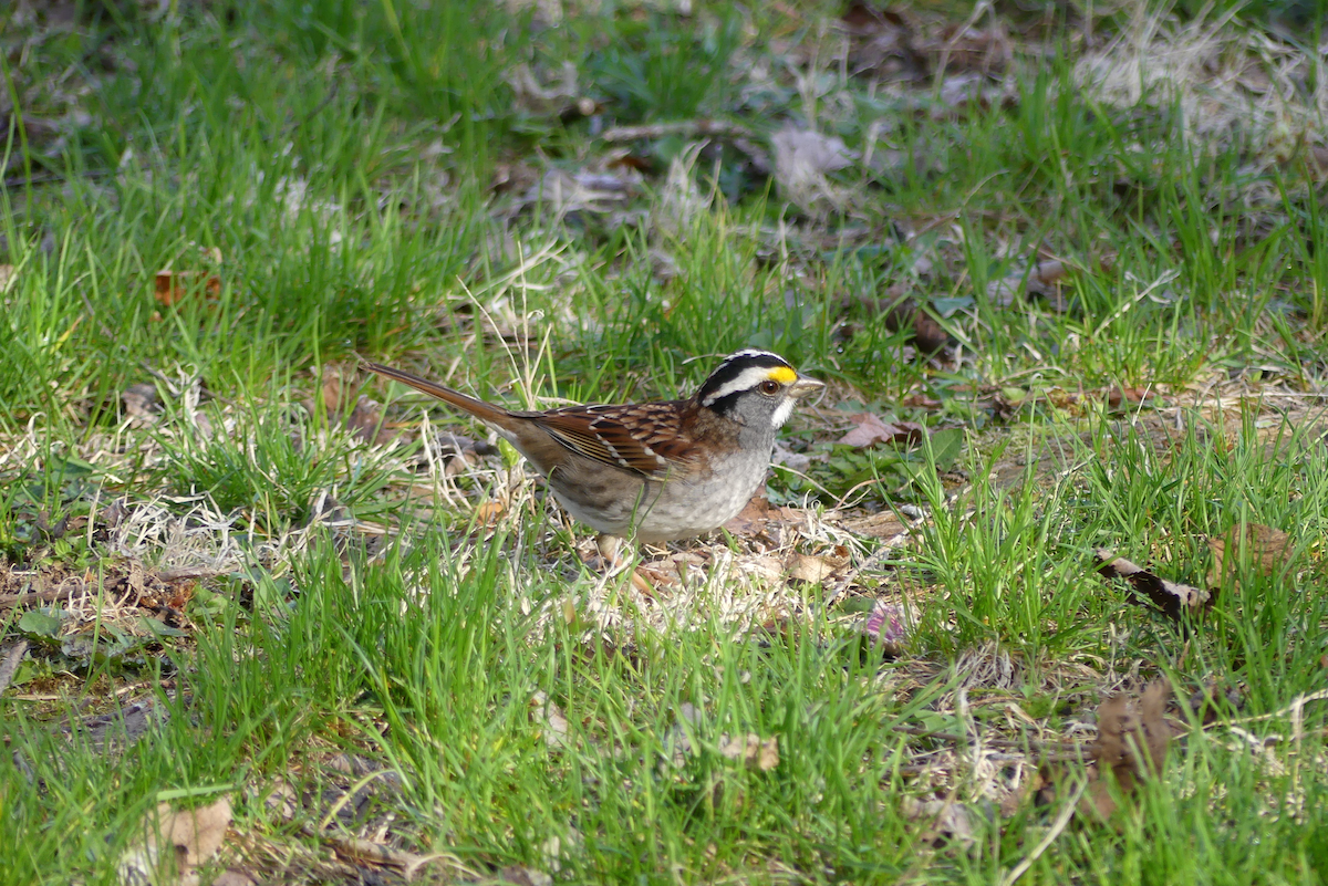 White-throated Sparrow - ML634284467