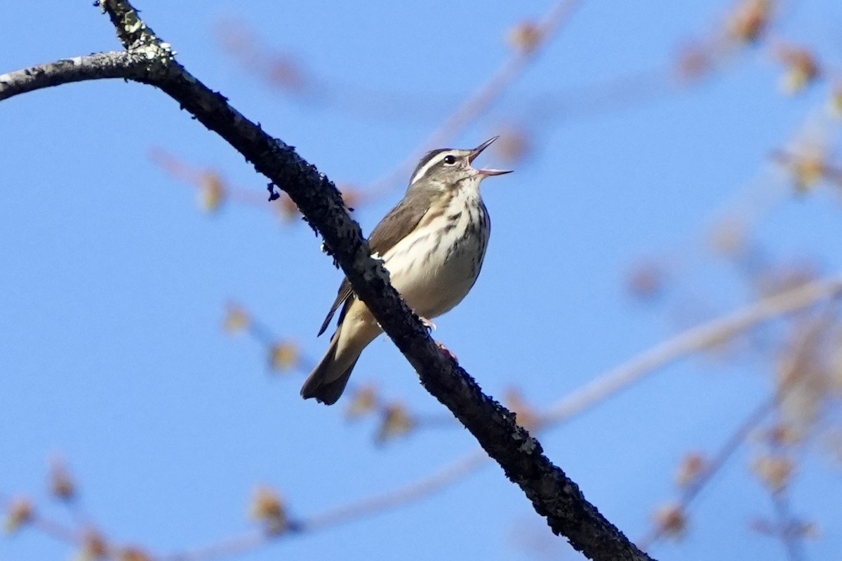 Louisiana Waterthrush - ML634284653