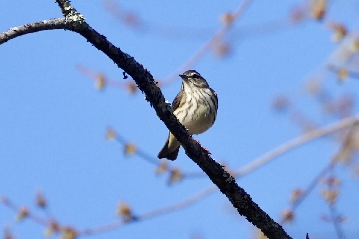 Louisiana Waterthrush - ML634284654