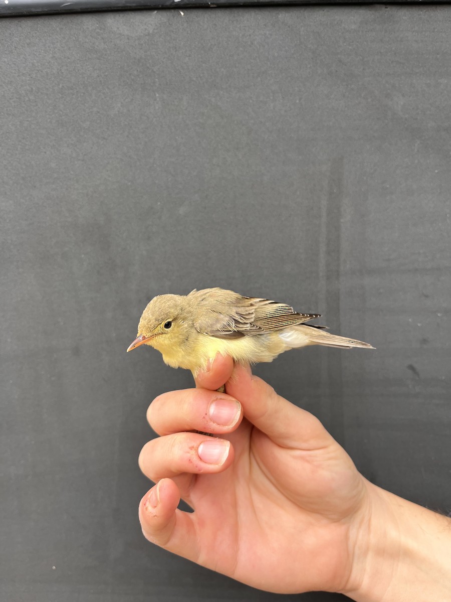 Icterine Warbler - ML634284707