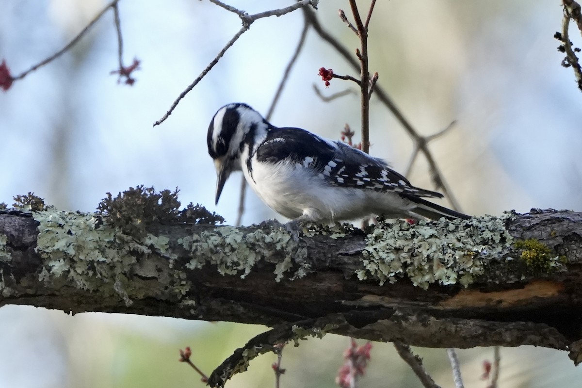 Hairy Woodpecker - ML634284719