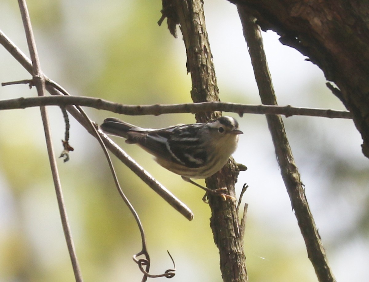 Black-and-white Warbler - ML634284835