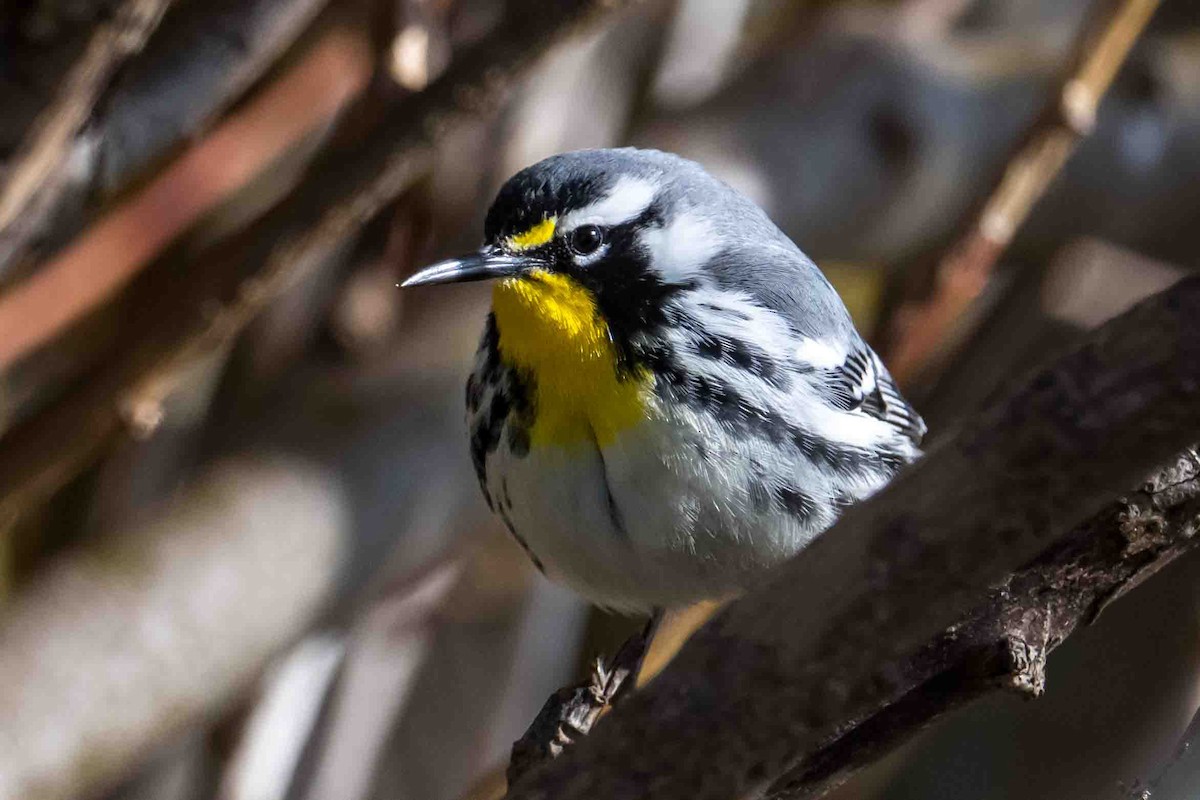Yellow-throated Warbler - ML634284894