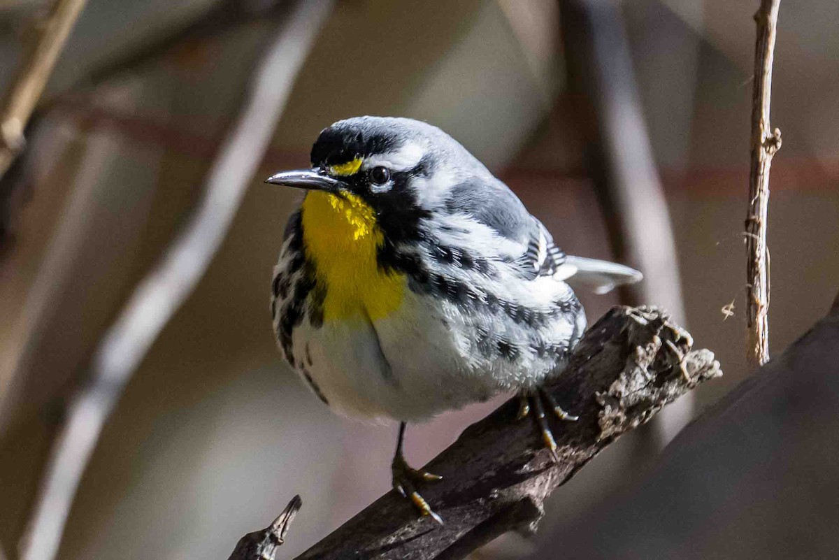 Yellow-throated Warbler - ML634284895