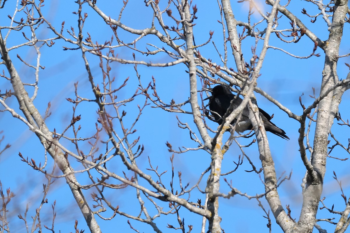 American Crow - ML634284938
