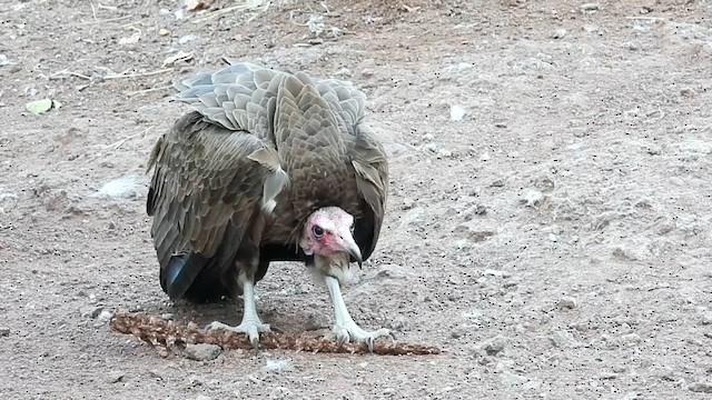 Hooded Vulture - ML634284955
