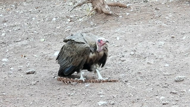 Hooded Vulture - ML634284962