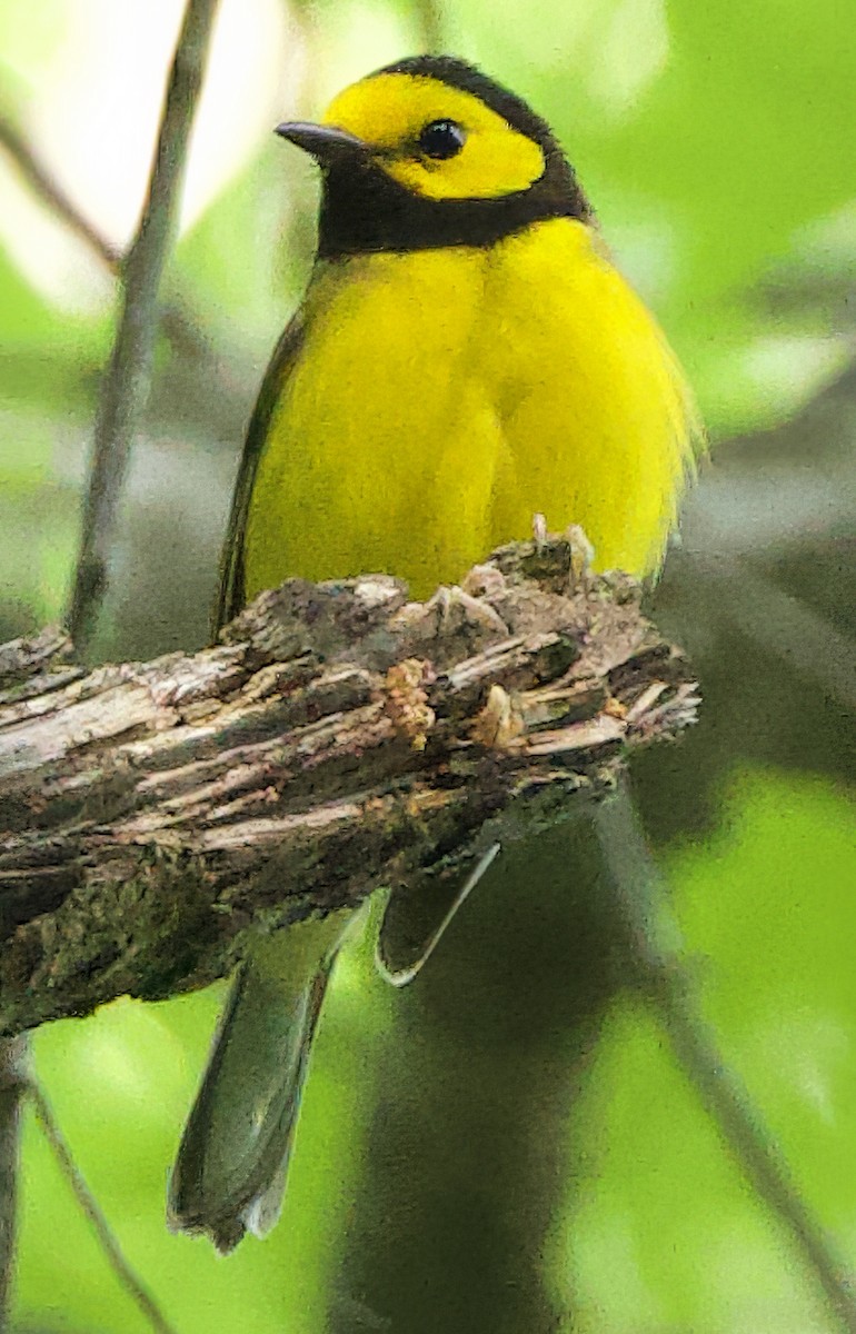 Hooded Warbler - ML634285072