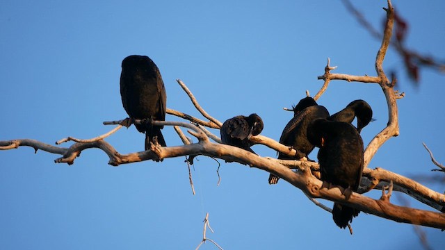 Neotropic Cormorant - ML634285109
