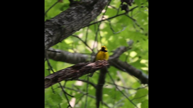 hetteparula - ML634285228