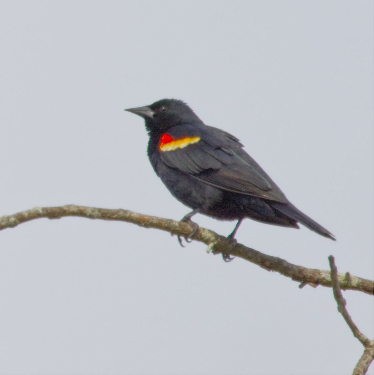 Red-winged Blackbird - ML634285251
