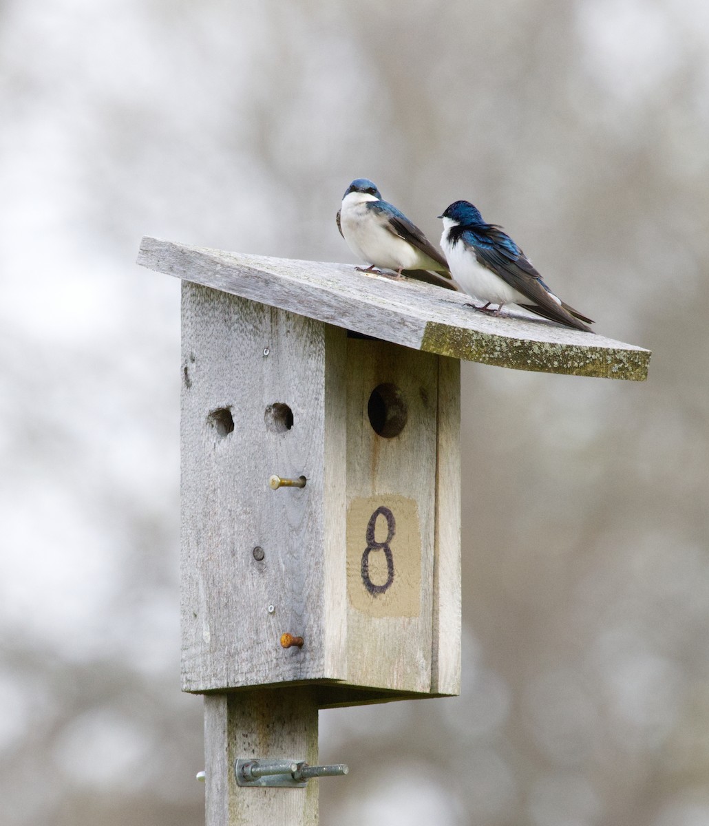 Tree Swallow - ML634285271