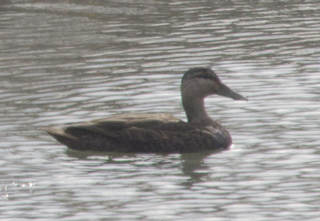 American Black Duck - ML634285323