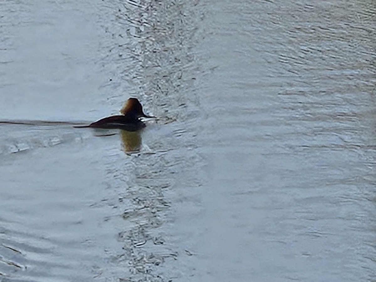 Hooded Merganser - ML634285345