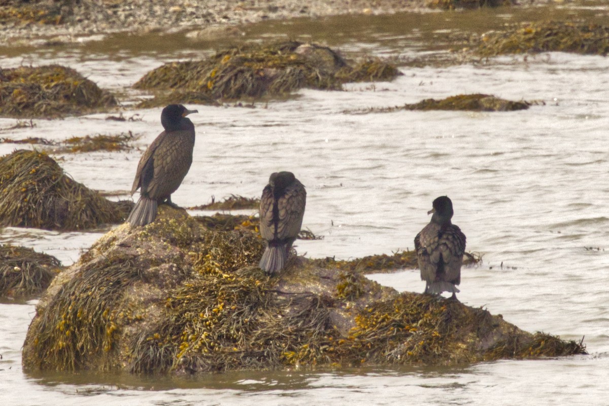 Double-crested Cormorant - ML634285399