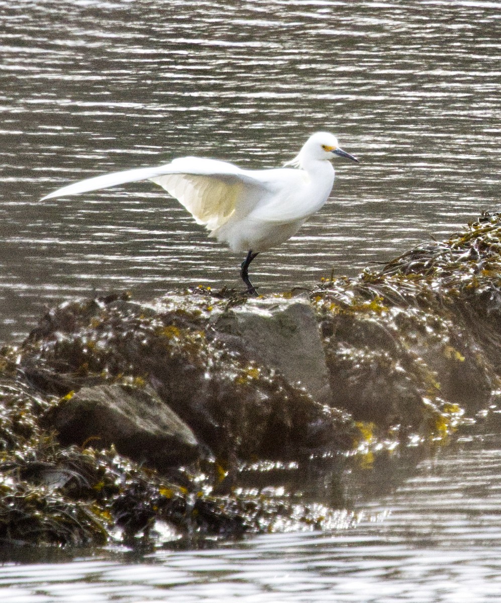 Snowy Egret - ML634285417