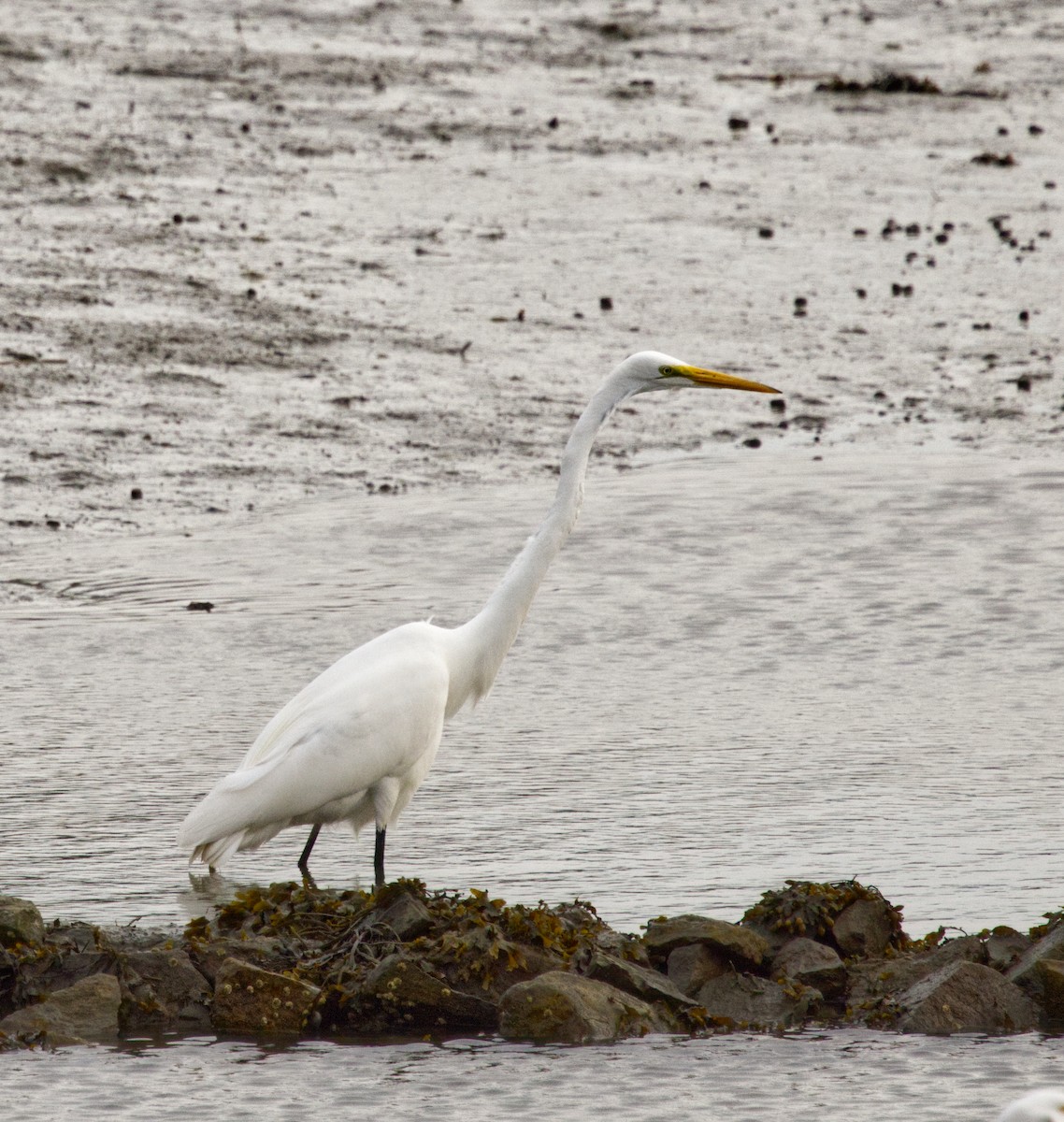 Great Egret - ML634285429