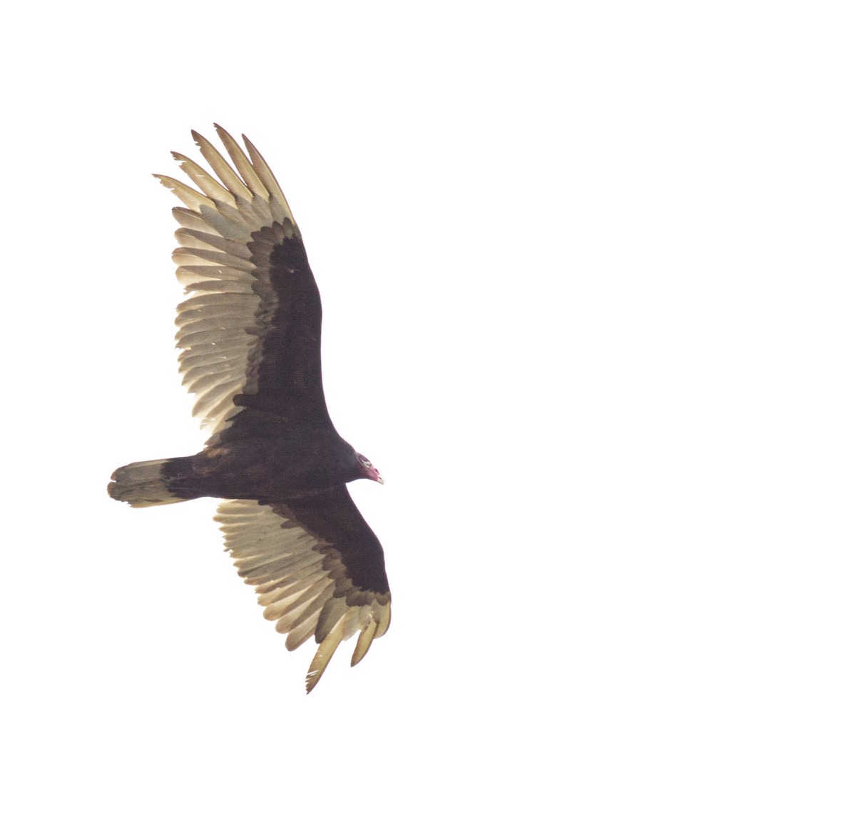 Turkey Vulture - ML634285441