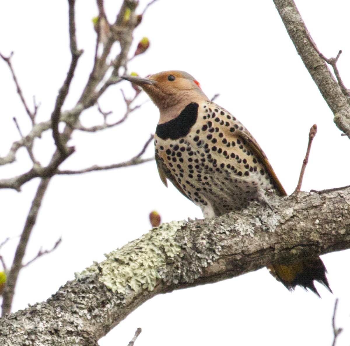 Northern Flicker - ML634285470