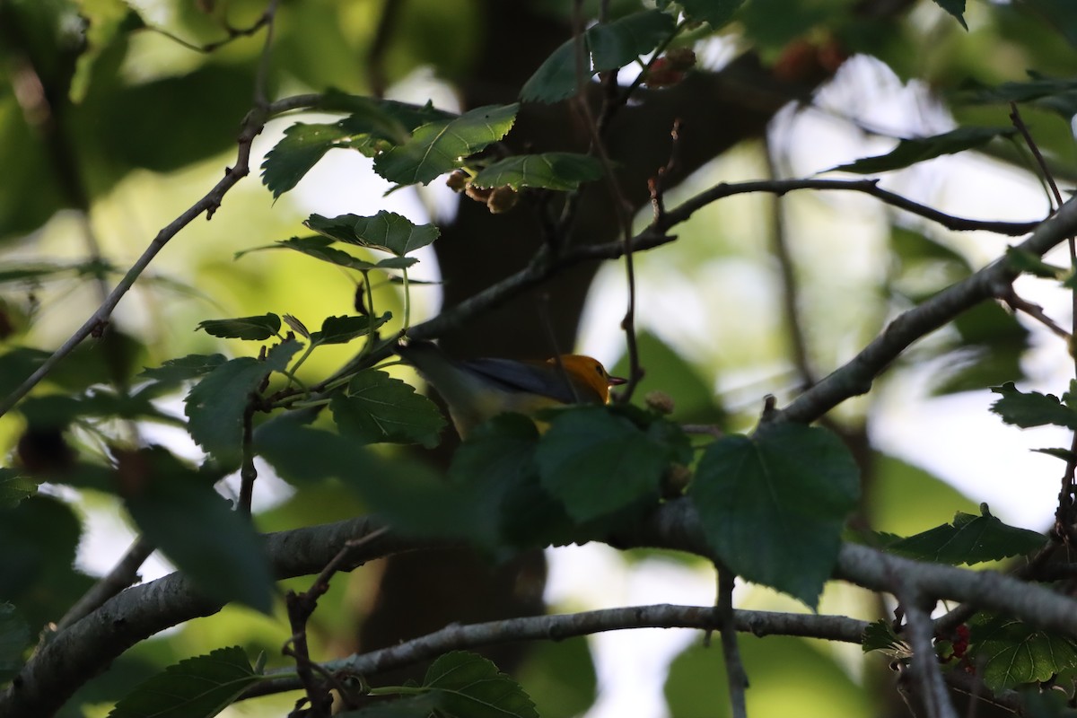 Prothonotary Warbler - ML634285507