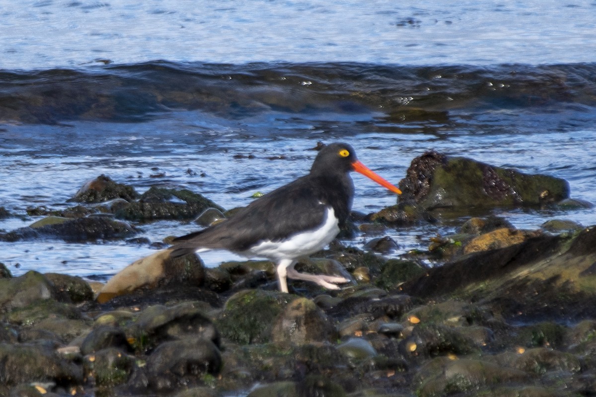 Magellanic Oystercatcher - ML634285526