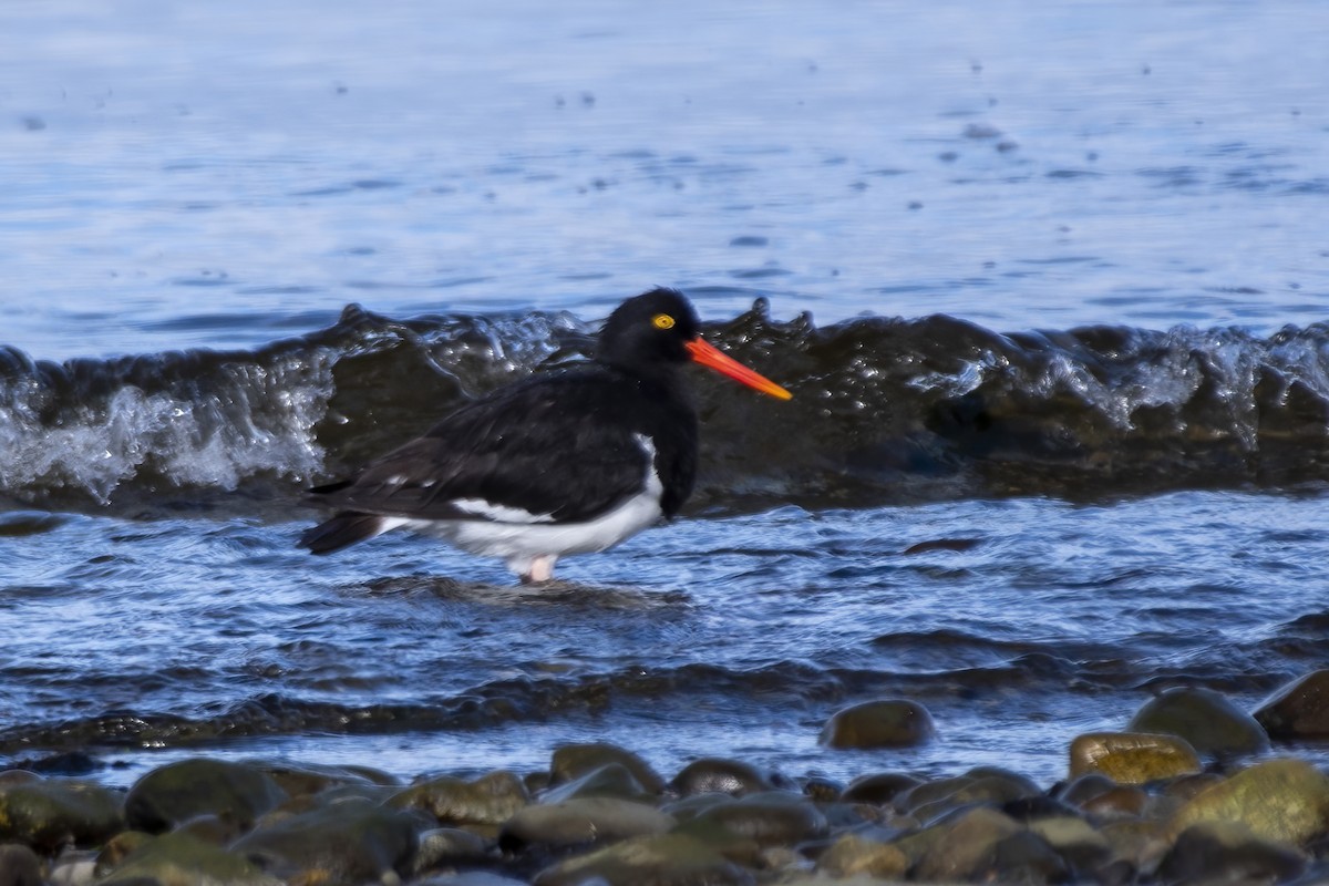 Magellanic Oystercatcher - ML634285527